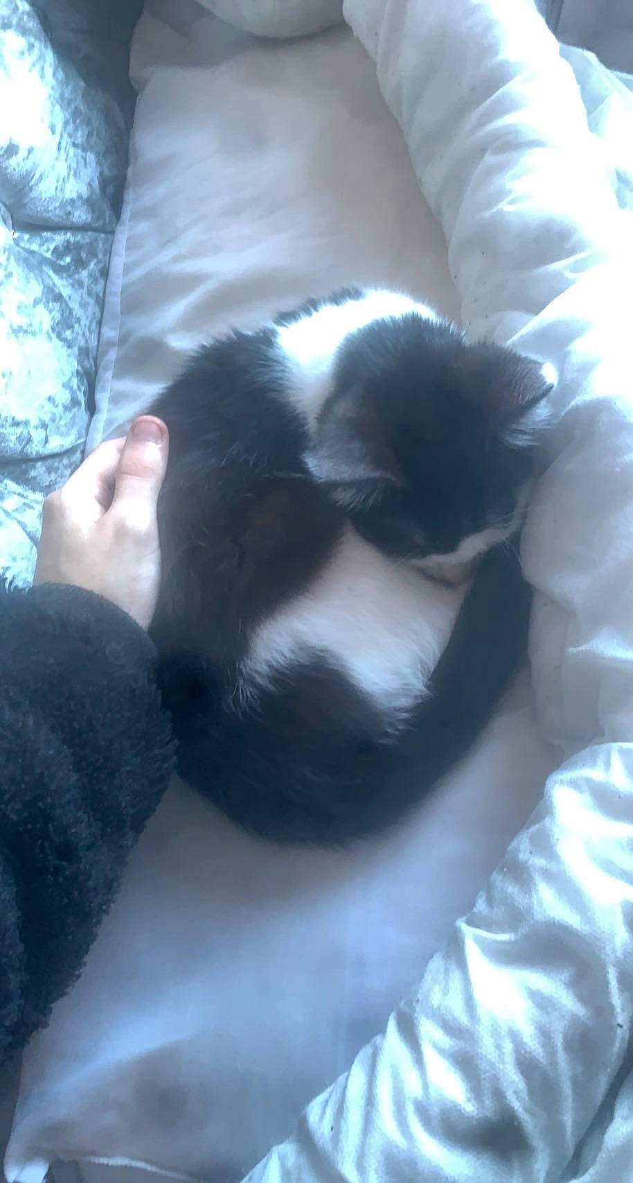 Pongo joined the competition — help win amazing prizes! canidae, carnivore, cat, claw, comfort, companion_dog, dog_breed, felidae, foot, fur, gesture, human_leg, nap, paw, sleep, small_to_medium_sized_cats, snout, sporting_group, tail, whiskers