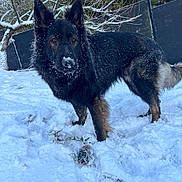 Vaick a rejoint le concours — aidez-le/la à gagner de superbes lots ! dog, german_shepherd, snow, winter, outdoor, animal, pet, fur, black, tan, tree, fence, toy, play, nature, canine, cold, paw, alert, snowy