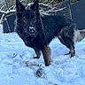 dog, german_shepherd, snow, winter, outdoor, animal, pet, fur, black, tan, tree, fence, toy, play, nature, canine, cold, paw, alert, snowy
