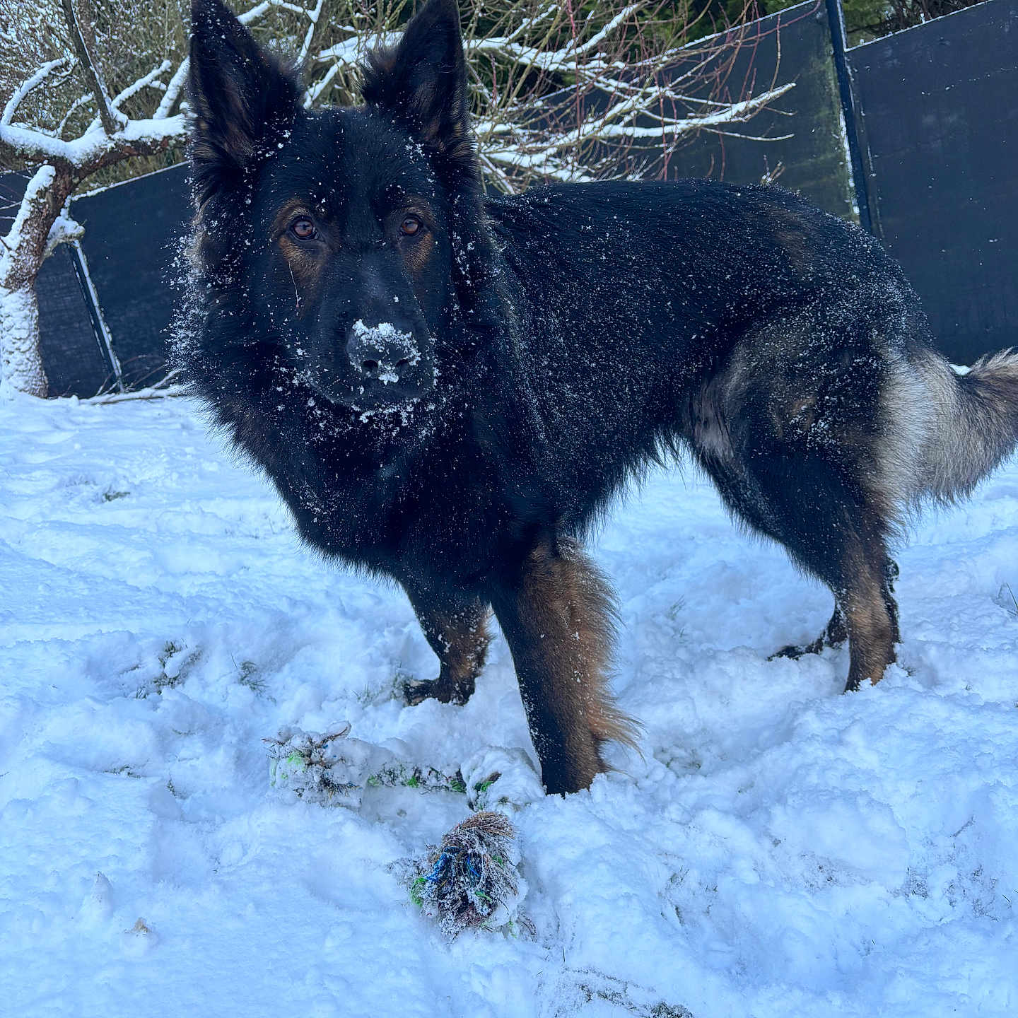 Vaick a rejoint le concours — aidez-le/la à gagner de superbes lots ! dog, german_shepherd, snow, winter, outdoor, animal, pet, fur, black, tan, tree, fence, toy, play, nature, canine, cold, paw, alert, snowy