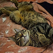 Cupcake joined the competition — help win amazing prizes! cat, tabby, pet, animal, sleeping, relaxed, upside_down, fur, striped_fur, whiskers, ears, paws, indoors, blanket, bed, cozy, closeup, portrait, cute, resting