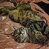 cat, tabby, pet, animal, sleeping, relaxed, upside_down, fur, striped_fur, whiskers, ears, paws, indoors, blanket, bed, cozy, closeup, portrait, cute, resting
