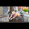 dog, tan_dog, pet, animal, purple_harness, leash, sitting, lying_down, outdoor, stone, wall, fountain, water, building, grass, urban, portrait, phone_screenshot, gallery_interface, black_background