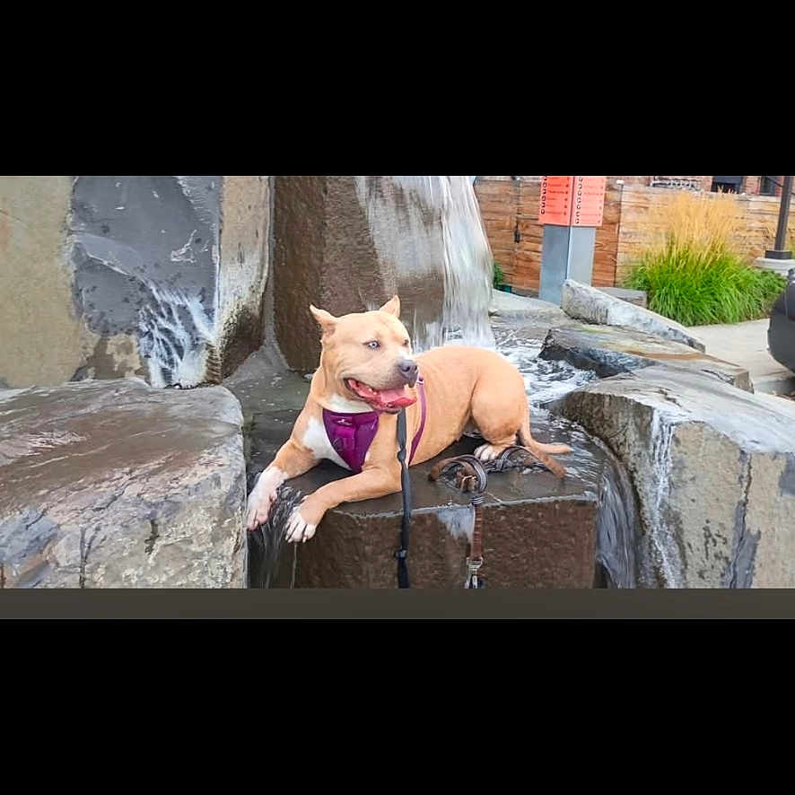 Ember
