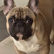 Rio is registered to the contest to win money with this photo: dog, french_bulldog, pet, indoor, floor, ears, face, animal, cute, mammal, looking, standing, brown, white, black, closeup, portrait, companion, canine, domestic