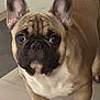 dog, french_bulldog, pet, indoor, floor, ears, face, animal, cute, mammal, looking, standing, brown, white, black, closeup, portrait, companion, canine, domestic