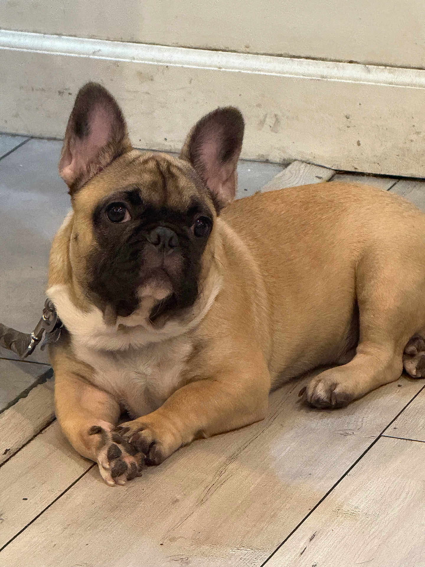 Rio joined the competition — help win amazing prizes! dog, french_bulldog, puppy, pet, animal, indoors, floor, wooden_floor, leash, ears, face, paws, cute, lying_down, looking_away, fur, brown, black_muzzle, relaxed, companion