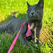 Mika is registered to the contest to win money with this photo: animal, cat, closeup, cute, daylight, feline, grass, gray_cat, greenery, harness, leash, mammal, nature, outdoor, pet, playful, portrait, relaxed, sunlight, whiskers