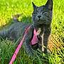 animal, cat, closeup, cute, daylight, feline, grass, gray_cat, greenery, harness, leash, mammal, nature, outdoor, pet, playful, portrait, relaxed, sunlight, whiskers