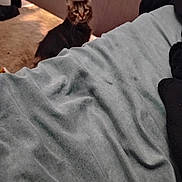 Wolfie is registered to the contest to win money with this photo: animal, blanket, blur, brown, carpet, cat, cozy, door, fabric, feline, fur, gray, home, indoor, light, pet, resting, shadow, soft, texture