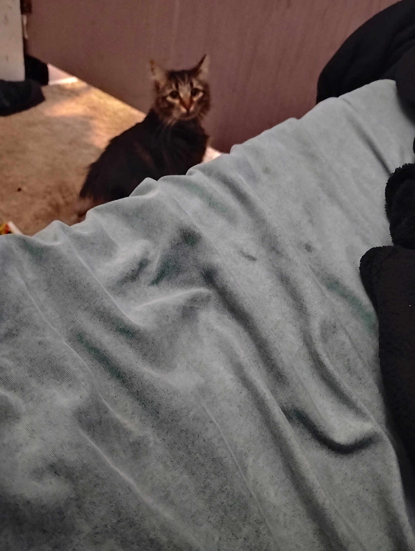 Wolfie is registered to the contest to win money with this photo: animal, blanket, blur, brown, carpet, cat, cozy, door, fabric, feline, fur, gray, home, indoor, light, pet, resting, shadow, soft, texture