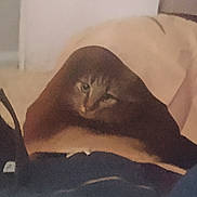 Wolfie joined the competition — help win amazing prizes! cat, pet, animal, sleeping, cozy, blanket, bedding, indoors, home, relaxed, resting, furry, gray_cat, face, eyes, whiskers, snuggled, warm, portrait, low_light