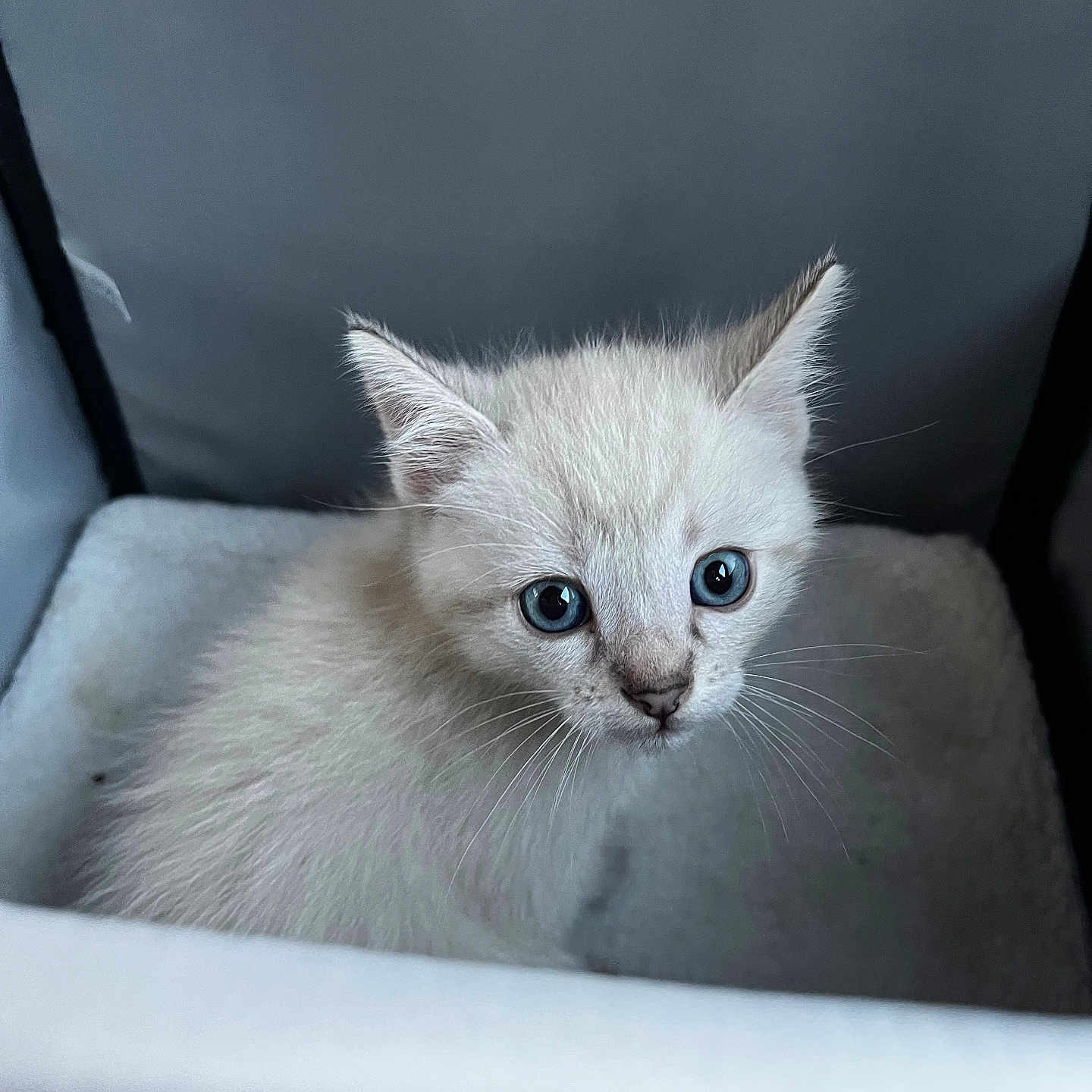 Charlie a rejoint le concours — aidez-le/la à gagner de superbes lots ! animal, blue_eyes, cat, close_up, cozy, curious, cute, domestic_animal, ears, feline, fluffy, fur, indoor, kitten, pet, portrait, small, soft, whiskers, young