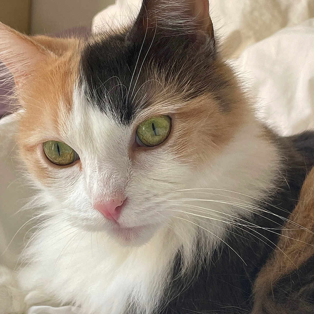Lola a rejoint le concours — aidez-le/la à gagner de superbes lots ! cat, calico, fluffy, green_eyes, pet, indoor, bed, white_bed, fur, cute, animal, whiskers, relaxed, closeup, portrait, domestic_cat, feline, resting, soft, cozy
