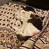 cat, sleeping, fluffy, blanket, bed, cozy, indoor, animal, pet, relaxed, fur, pink_paw_pads, patterned_blanket, domestic_cat, resting, cute, feline, soft, home, comfort
