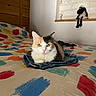 Lola a rejoint le concours — aidez-le/la à gagner de superbes lots ! cat, calico_cat, bed, bedspread, jeans, folded_clothing, stuffed_toy, wooden_wall, paint_pattern, indoor, resting, feline, colorful, cozy, pet, animal, domestic, fur, cute, relaxed
