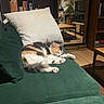 Lola a rejoint le concours — aidez-le/la à gagner de superbes lots ! cat, calico_cat, sleeping, sofa, cushion, living_room, indoor, pillow, furniture, wooden_floor, plant, bookshelf, books, table, domestic_animal, pet, cozy, resting, quiet, home