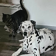 Jade participe au concours pour gagner de l'argent avec cette photo : animal, cat, collar, companion, curious_cat, dalmatian, dog, domestic, floor, furniture, household, indoor, mammal, pet, resting, spotted_dog, standing, tabby_cat, table, wooden_floor