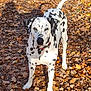 Jade participe au concours pour gagner de l'argent avec cette photo : animal, autumn, black, canine, collar, dalmatian, dog, fall, fur, ground, leaves, nature, outdoor, park, pet, shadow, spot, standing, sunlight, white