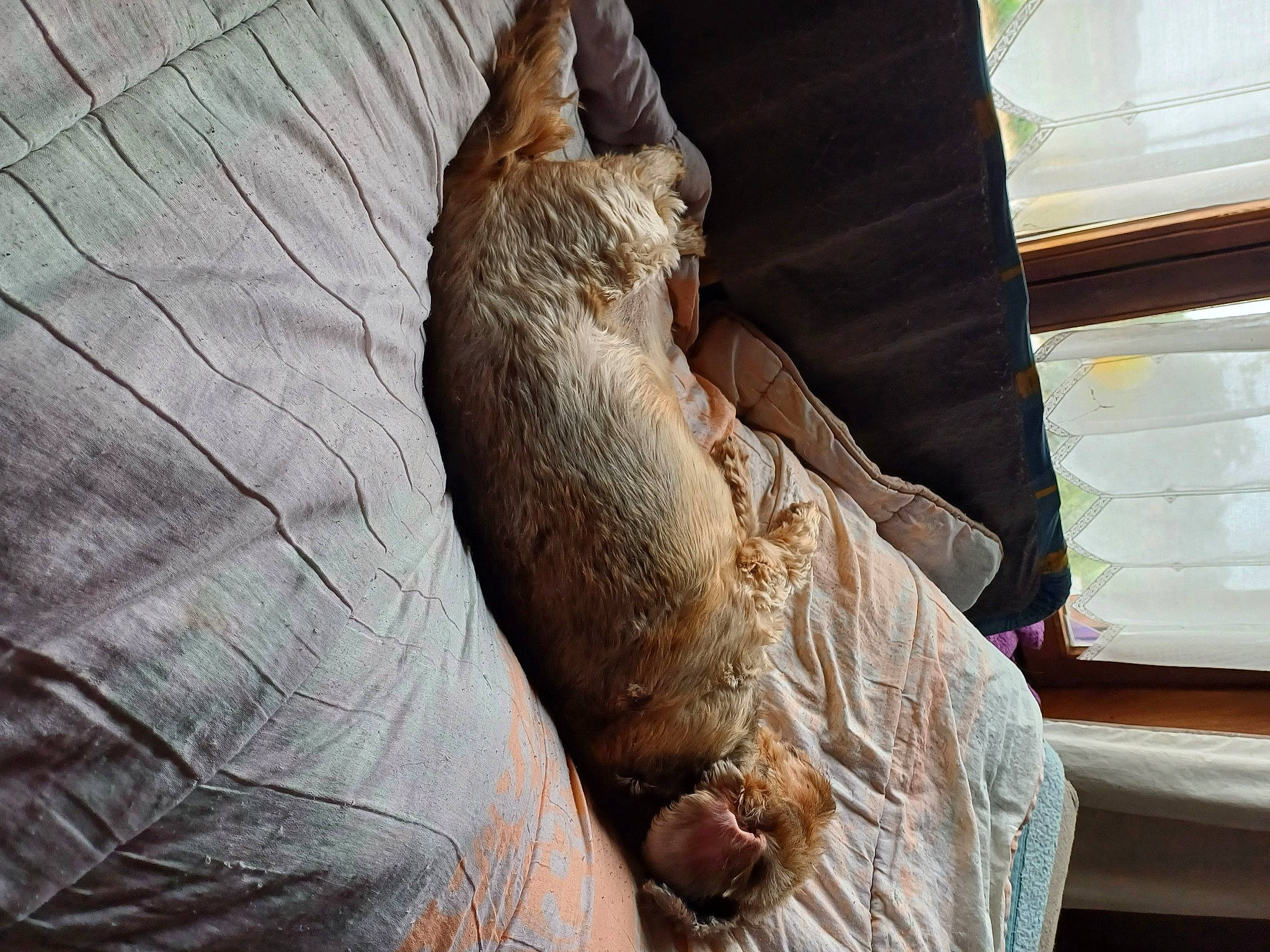 Falco a rejoint le concours — aidez-le/la à gagner de superbes lots ! art, carnivore, cat, claw, comfort, domestic_short_haired_cat, fawn, felidae, fur, gesture, human_leg, small_to_medium_sized_cats, snout, tail, terrestrial_animal, whiskers, wildlife, window, wood, wrinkle