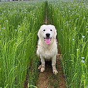 Aya participe au concours pour gagner de l'argent avec cette photo : animal, blue_flowers, canine, cloudy_sky, dirt_path, dog, field, flowers, grass, greenery, happy, muddy_paws, nature, outdoor, pet, rural, sitting, summer, tongue_out, white_dog