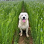 animal, blue_flowers, canine, cloudy_sky, dirt_path, dog, field, flowers, grass, greenery, happy, muddy_paws, nature, outdoor, pet, rural, sitting, summer, tongue_out, white_dog