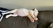 Nova joined the competition — help win amazing prizes! puppy, dog, sleeping, couch, indoor, pet, white_dog, relaxing, animal, fur, paw, cute, young_dog, domestic_animal, cozy, rest, side_view, home, furniture, blanket