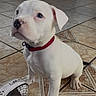 puppy, dog, white_dog, collar, sitting, tile_floor, indoor, shoe, sneaker, person, legs, furniture, curious, pet, young_dog, canine, floor, domestic, animal, looking_up