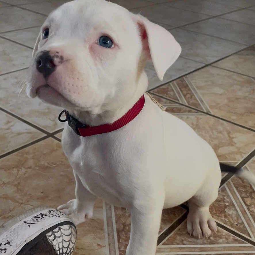 Nova