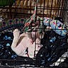 Nova is registered to the contest to win money with this photo: puppy, dog, crate, pet, toy, plush_toy, blanket, indoor, cage, playful, white_dog, collar, animal, cute, lying_down, resting, furniture, home, pet_bed, colorful