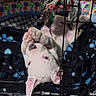 Nova is registered to the contest to win money with this photo: puppy, dog, crate, toy, rope_toy, blanket, paw, playful, pet, indoor, white_dog, cute, young_dog, animal, resting, cage, colorful, patterned_blanket, pet_toy, floor
