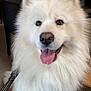 dog, white_dog, fluffy, indoor, happy, tongue_out, pet, canine, smiling, chair, fur, animal, friendly, seated, close_up, brown_eyes, leash, nose, mammal, companion