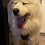 dog, white_dog, fluffy, tongue_out, indoor, floor, wooden_floor, pet, canine, sitting, yawning, happy, fur, animal, companion, house, domestic, closeup, cute, mammal