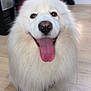 dog, white_dog, fluffy, tongue_out, happy, pet, indoor, floor, wooden_floor, animal, canine, fur, sitting, smiling, leash, close_up, cute, friendly, domestic_animal, companion