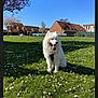 dog, white_dog, grass, flowers, outdoor, sunny, blue_sky, trees, houses, leash, pet, canine, nature, daylight, park, happy, tongue_out, sitting, fur, animal