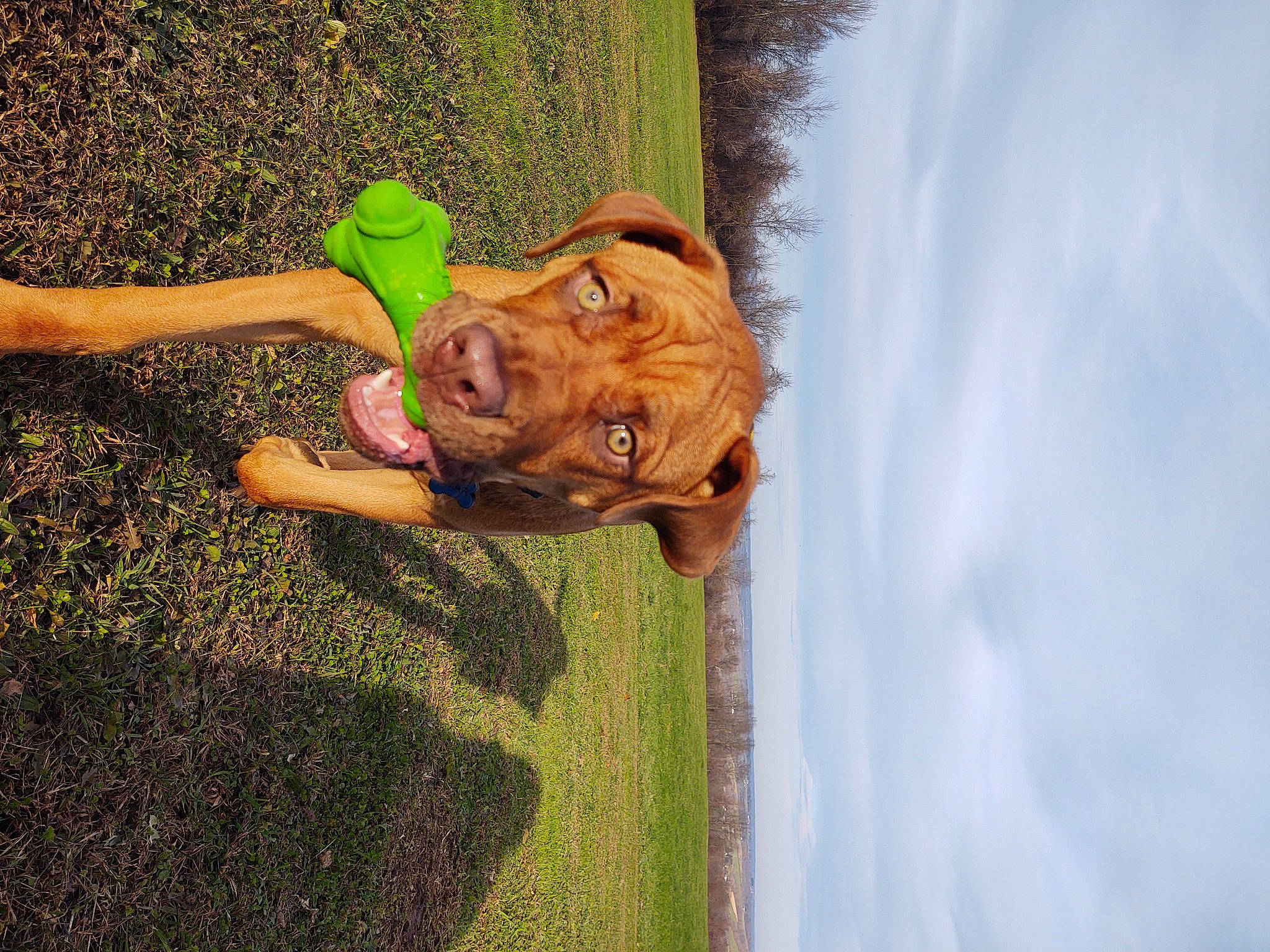 Omar joined the competition — help win amazing prizes! canidae, carnivore, companion_dog, dog, dog_breed, dogue_de_bordeaux, fawn, grass, guard_dog, hunting_dog, lawn, liver, people_in_nature, snout, sporting_group, summer, sunlight, working_animal, working_dog, wrinkle