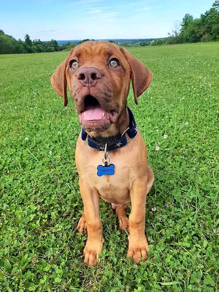 Omar is registered to the contest to win money with this photo: canidae, carnivore, collar, companion_dog, dog, dog_breed, dog_collar, fawn, field, grass, grassland, liver, mammal, meadow, pasture, pet_supply, plain, snout, sporting_group, working_animal