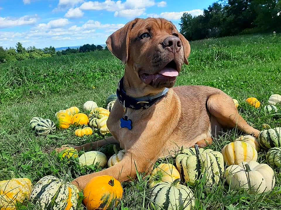 Omar is registered to the contest to win money with this photo: calabaza, carnivore, collar, companion_dog, dog, dog_breed, dog_collar, fawn, field, liver, local_food, mammal, natural_foods, produce, pumpkin, snout, squash, vegetable, whole_food, winter_squash