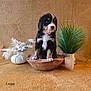 Ruby a rejoint le concours — aidez-le/la à gagner de superbes lots ! puppy, dog, wooden_bowl, plant, decor, fluffy, cute, indoor, pet, brown, black, white, fur, collar, still_life, adorable, small, sitting, background, curious