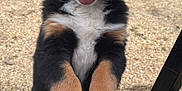 Ruby a rejoint le concours — aidez-le/la à gagner de superbes lots ! animal, bernese_mountain_dog, black, brown, dog, fur, furniture, garden, grass, gravel, happy, knee, nature, outdoor, paw, person, pet, playful, puppy, white