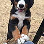 animal, bernese_mountain_dog, black, brown, dog, fur, furniture, garden, grass, gravel, happy, knee, nature, outdoor, paw, person, pet, playful, puppy, white