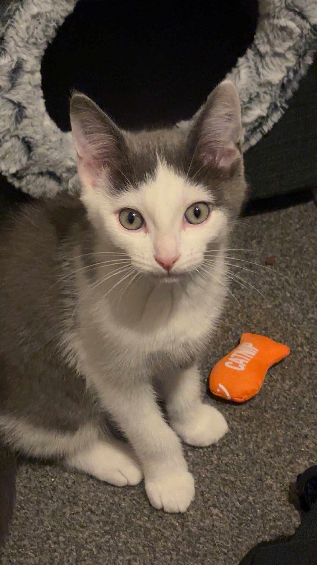Freddie joined the competition — help win amazing prizes! animal, carpet, cat, cat_tree, close_up, curious, cute, domestic, ears, feline, gray_and_white, indoor, kitten, pet, playful, sitting, small, toy, whiskers, young