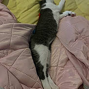 Freddie is registered to the contest to win money with this photo: animal, bed, blanket, cat, cozy, cute, domestic_cat, feline, fur, indoor, paw, pet, pink_blanket, quiet, relaxed, resting, sleeping, soft, whiskers, yellow_sheet
