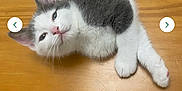 Freddie is registered to the contest to win money with this photo: animal, cat, curious, cute, domestic_cat, feline, fur, gray_and_white, indoor, kitten, lying_down, paws, pet, pink_nose, relaxed, resting, small, whiskers, wooden_surface, young_cat