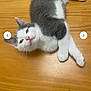 animal, cat, curious, cute, domestic_cat, feline, fur, gray_and_white, indoor, kitten, lying_down, paws, pet, pink_nose, relaxed, resting, small, whiskers, wooden_surface, young_cat