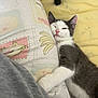 Freddie is registered to the contest to win money with this photo: animal, bed, cat, comfort, cozy, cute, feline, gray, indoor, kitten, paw, pet, pillow, relaxed, resting, sleeping, snuggling, soft, white, yellow