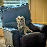 Howie is registered to the contest to win money with this photo: black, blinds, brown, calm, carpet, cozy_room, dog, domestic_animal, fluffy, furniture, home_interior, indoor, leather_chair, natural_light, pet, relaxing, seated, small_dog, wall_paneling, window
