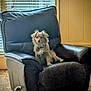 black, blinds, brown, calm, carpet, cozy_room, dog, domestic_animal, fluffy, furniture, home_interior, indoor, leather_chair, natural_light, pet, relaxing, seated, small_dog, wall_paneling, window
