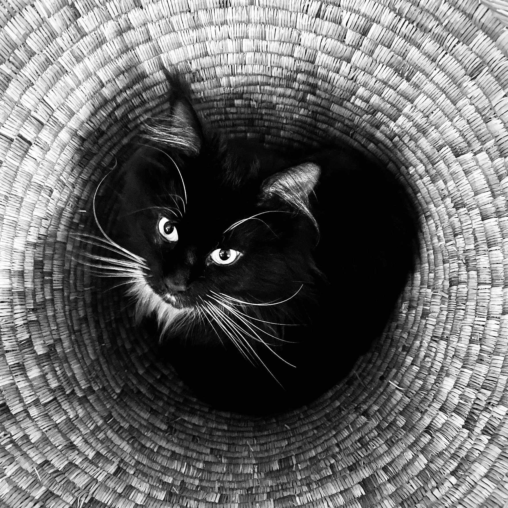 Uggy a rejoint le concours — aidez-le/la à gagner de superbes lots ! animal, basket, black_and_white, black_cat, cat, circular_pattern, close_up, cozy, cute, domestic_cat, eyes, feline, fur, indoor, looking_up, pattern, pet, texture, whiskers, woven