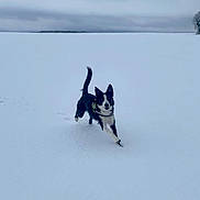 Vasco participe au concours pour gagner de l'argent avec cette photo : dog, snow, outdoor, running, black_and_white, animal, winter, canine, field, cloudy_sky, nature, playful, snowy_landscape, active, fur, pet, cold, daytime, forest, leash